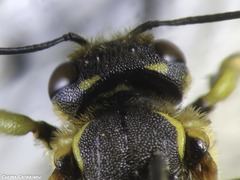 Anthidium florentinum