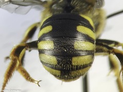 Anthidium florentinum