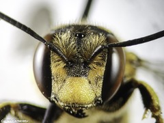 Anthidium florentinum