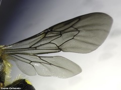 Anthidium florentinum