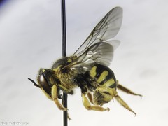 Anthidium florentinum