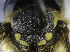 Anthidium florentinum