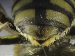 Anthidium florentinum