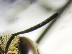 Anthidium florentinum