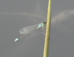 Ischnura pumilio