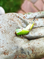 Cerura