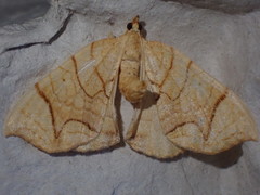 Eulithis diversilineata