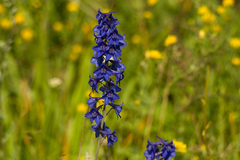Delphinium elatum