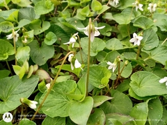 Viola jalapaensis