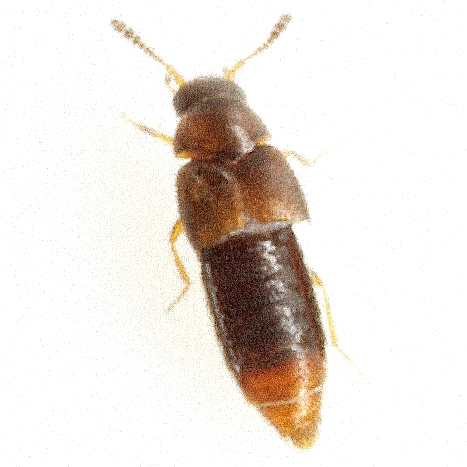 Oligota