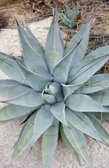 Agave simplex