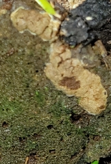 Bolitotherus cornutus