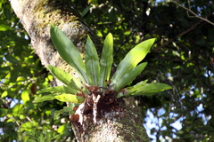Thamnopteris
