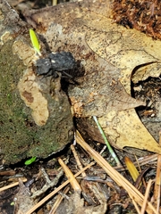 Bolitotherus cornutus