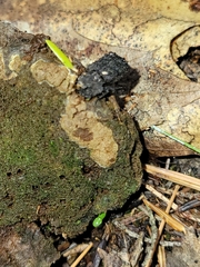 Bolitotherus cornutus