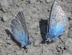 Polyommatus amandus