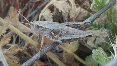 Oedaleonotus phryneicus