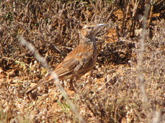 Certhilauda subcoronata