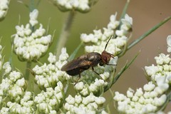 Tetanops luridipennis