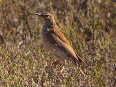 Certhilauda subcoronata