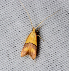 Crocanthes prasinopis