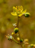 Haplophyllum tuberculatum - Photo (c) Ron Frumkin, some rights reserved (CC BY-NC), uploaded by Ron Frumkin