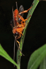 Theronia