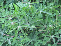 Cochlospermum wrightii