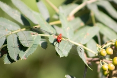 Sympetrum sanguineum