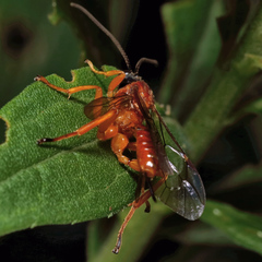 Theronia