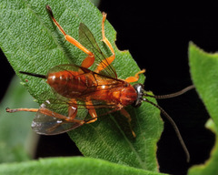 Theronia