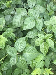 Rubus polonicus