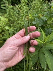 Carex aggregata