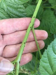 Rubus polonicus