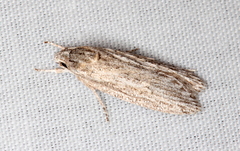 Phloeograptis