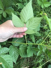 Rubus polonicus
