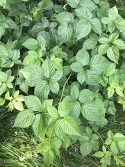 Rubus polonicus
