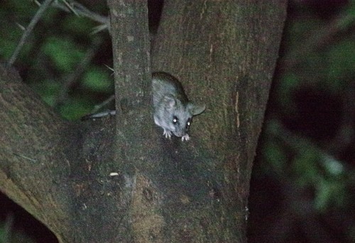 Black-tailed Thallomys