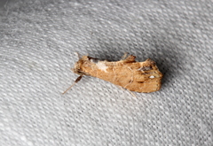 Arrade leucocosmalis