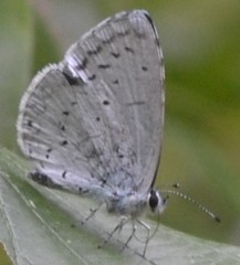 Celastrina argiolus