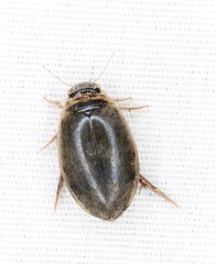 Thermonectus nigrofasciatus