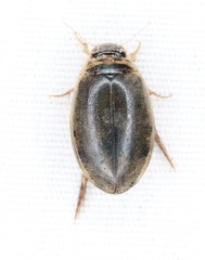 Thermonectus nigrofasciatus