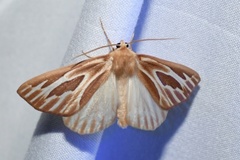 Sabulodes niveostriata