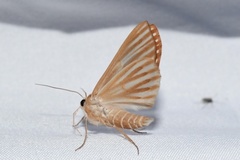 Sabulodes niveostriata