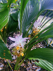 Curcuma aromatica