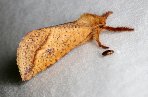 Fraus crocea (Lucas, 1891)