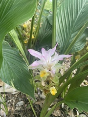 Curcuma aromatica