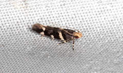 Macrobathra leucopeda