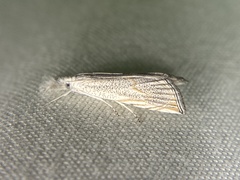 Haimbachia squamulellus