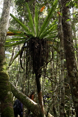 Thamnopteris